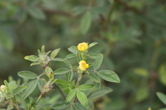 Stylosanthes guianensis